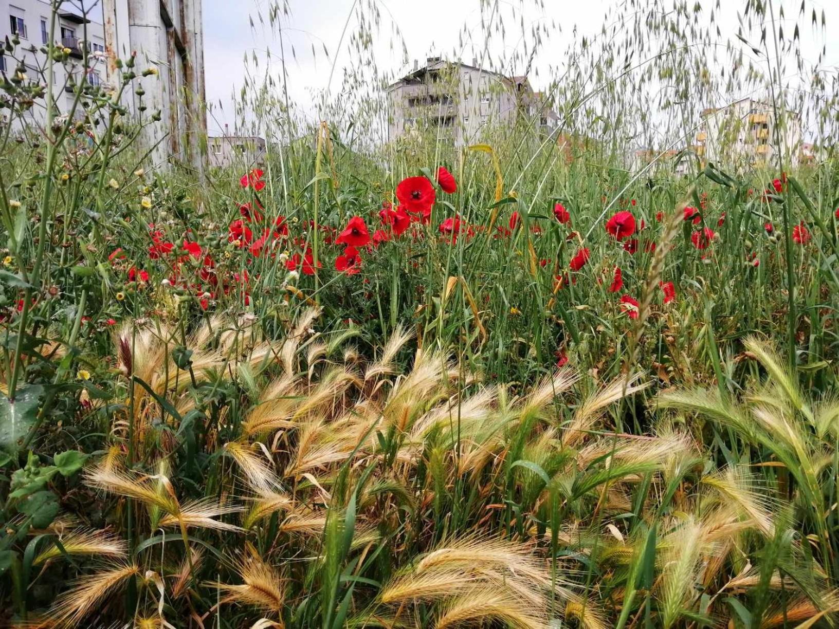 Annamaria Daire Pula Dış mekan fotoğraf
